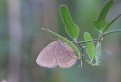 Neonympha areolatus