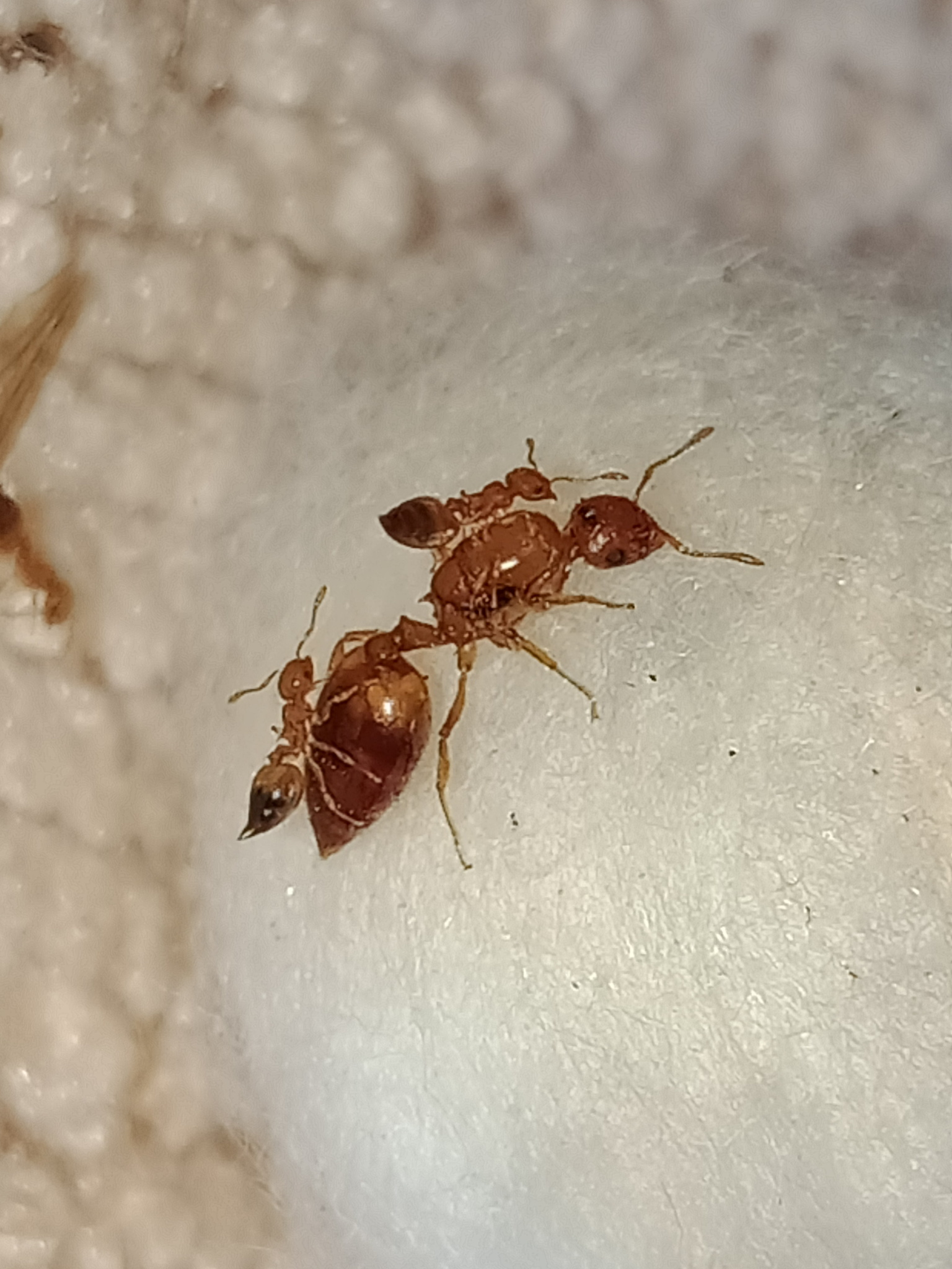 Crematogaster biroi