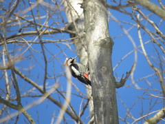 Dendrocopos syriacus