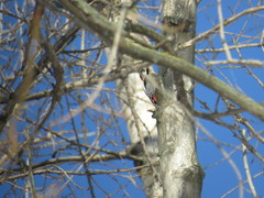 Dendrocopos syriacus