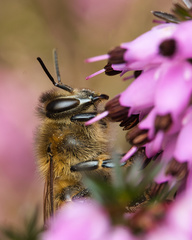 Apis mellifera