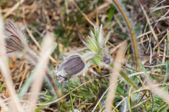 Pulsatilla montana