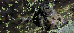 Rana temporaria