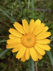 Coleostephus myconis