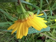 Coleostephus myconis