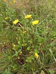 Coleostephus myconis