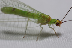 Leucochrysa explorata