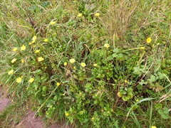 Coleostephus myconis