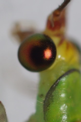 Leucochrysa explorata