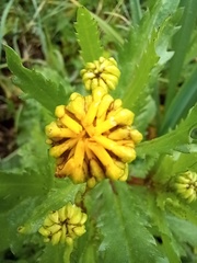 Coleostephus myconis