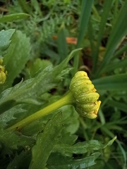 Coleostephus myconis