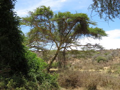 Vachellia xanthophloea