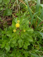 Coleostephus myconis