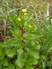 Coleostephus myconis