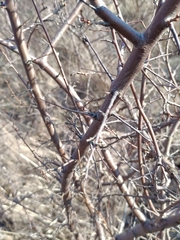 Prunus spinosa