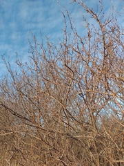 Prunus spinosa