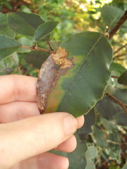 Epiphthora melanombra