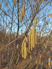 Corylus avellana