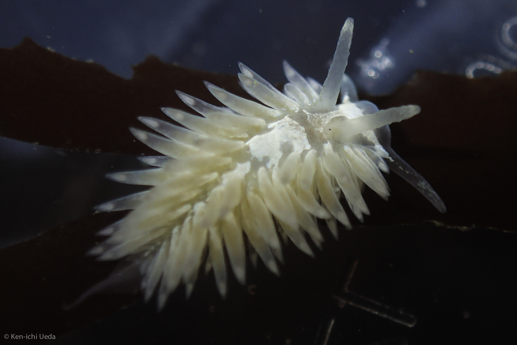 shag-rug nudibranch