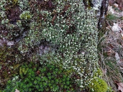 Cladonia humilis