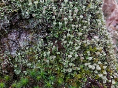 Cladonia humilis