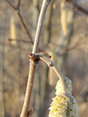 Corylus avellana