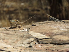 Agama lionotus
