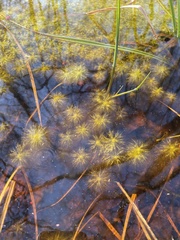 Sphagnum trinitense