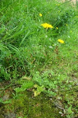 Hyoseris radiata