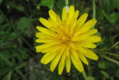 Hyoseris radiata