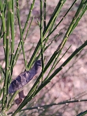 Cytisus scoparius