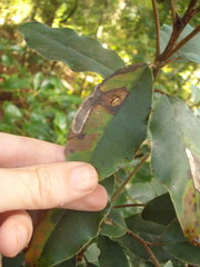 Epiphthora melanombra