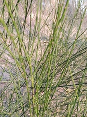 Cytisus scoparius