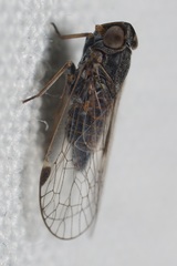 Melanoliarus maidis