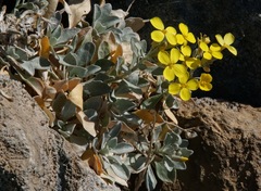 Resetnikia triquetra
