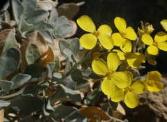 Resetnikia triquetra