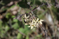Hesperis laciniata