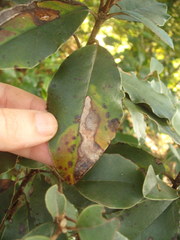 Epiphthora melanombra