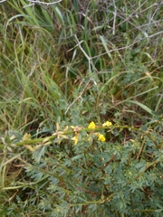 Acmispon dendroideus