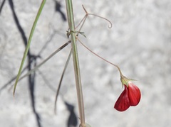 Lathyrus setifolius