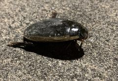 Cybister tripunctatus