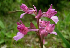 Anacamptis papilionacea papilionacea