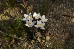 Muilla coronata