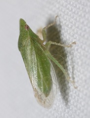Xerophloea peltata