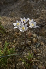 Muilla coronata