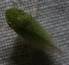 Xerophloea peltata