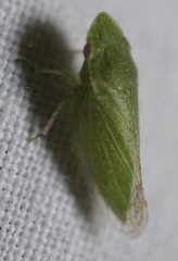Xerophloea peltata