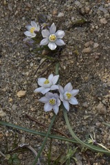 Muilla coronata