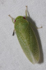 Hamana