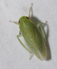 Hamana